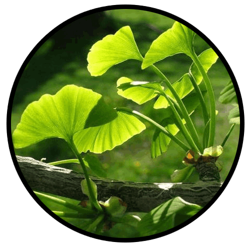 ginkgo-biloba