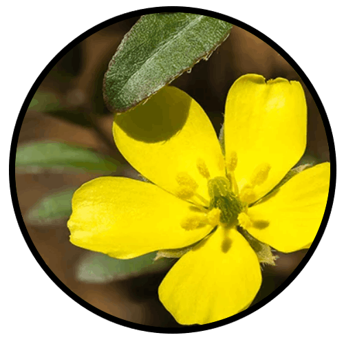 tribulus-terrestris